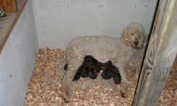 chocolate babys - ready around christmas-vet checked,duclaws,tails,registered,shots and wormed,these babys will be groomed before they go to new home-deposits will hold--thank you
penny 417-8801017