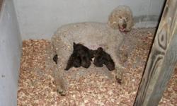 chocolate poodle babys-will be ready for new homes around christmas-6 males and 4 females-registered-will have all shotsand worming-they already seen vet and got tails and duclaws done-these babys are home raised on 20 acres-not kennel dogs-they will also