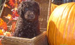 Akc Standard Poodle Puppies. Home raised, will be u.t.d. on shots, dewclaws removed and tails docked. Mom is 40lbs and dad is 60lbs and are both cafe color. There are 9 gorgeous pups to choose from, 7 are brown/cafe color and 2 are white/cream . Awesome