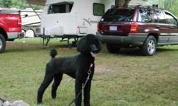 Beauitful black standard poodle puppies ready for a loving home. Great personalities good with children. They have had their first shots and have been wormed. They are registered ,I have 2 males and 1 female left. This is a picture of the mother.