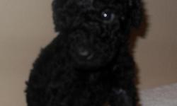 Ready for Christmas!
These adorable pups are already selling fast, please contact us right away to see them: Tanya- 206 930 4416 or Tony - 206 719 0476. www.poodlemajesty.com. mollyeelee@gmail.com
CKC registered top of the line standard poodle puppies for