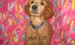 Outstanding red to apricot males and females. Raised in home. AKC, OFA, CERF, tails, dews, shots, microchips. Ready for their new forever homes July 24. www.limitededitionpoodles.net