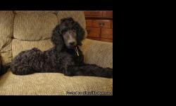 4 Month old black male standard poodle puppy with full akc registration. Micro-Chipped, shots, and vet check already done. Will be aprox. 65lbs fully grown.