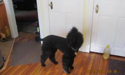 Beautiful Black Standard Poodle Puppies: ACK, strong blood lines, Loyal,great pets, very intelligent, hypoallergenic. Call and reserve yours...they will go quick!!