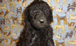 ..there are 4 black standard poodle males .....dob 3/17/2011...the priced listed is pet only only....
....for shipping add an additional charge ..for papers it is extra 300$...tails dewclaws done..(tails are docked long)...utd with vac.....acquainted with