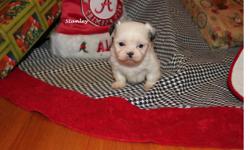 Stanly is an adorable white with liver ears and liver spot above tail male Shih-tzu. He was born November 12, 2012.&nbsp; Mom and dad both have great personalities.&nbsp; Up to date on shots and dewormed.&nbsp; He will come CKC Registered with a written