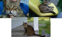 ** Still Missing Cat**(4-4-13)
My brown Tiger/Tabby cat Tiggie went missing from the Oxford ny Area specifically on Old Virginia rd. He is neutered, very sweet and loving. He did have on a collar and tag.
He Is Missed So Very DEARLY And If Anyone With Any