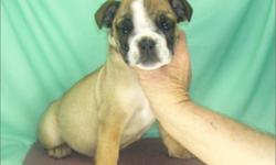 Nice **English -Bulldog**(AKC) From :-$399-Plus; We Beat All Prices; Up To Date Shots & Deworming; Florida Health Certificate; Colors :-(Brindle & White); Pedigree Papers; Microchip With Pup's ID; Free Rabie Shots; Private Breeder;Home Grown Pups;(3) Free