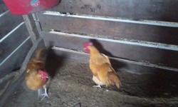 Strawberry red roosters. Need gone asap to make more room for other roosters. Call -- before 2:30