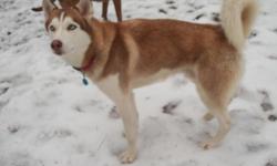 red and white husky without papers sky blue eyes for mating only james 7068301174