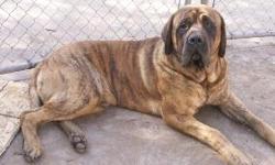 He is a english mastiffs ,akc papers , 3 years old , Please make sure your dog is in heat at the time of the request , we would really appreciate , thankyou . please feel free to call with any question . wilmington. You can call to [424]354-6410.