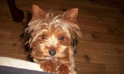 i have an adorable yorkie who wants a girlfriend very badly. we would like a female from the litter. he is only 4 lbs & is very beautiful! if interested, call 864-507-0222 or 864-508-2573. he is very gentle & lovable. he has already been proven.
