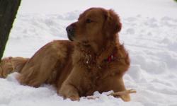 Dingo Persimmon of Hope is a beautiful Certified AKC # SR45298507 Golden Retriever, 3 Â½ year old. He is very loyal, playful, loving and active. He has a great temperament with both adults and children. He is beautiful, big and healthy! He has a clean bill