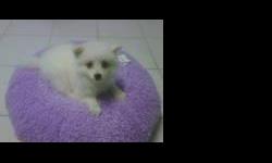 American Eskimo Puppies For Sale
Westchester Puppies specializes in the sale of healthy puppies and kittens from certified breeders, with whom we have enjoyed long-standing relationships. Our puppies are home-raised and responsibly bred for temperament