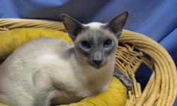 This point female available is available to a good home. I would like to find her a forever home that will love and care for her. This is the perfect way to afford the purebred Siamese that you or someone you love to have a Siamese for Christmas. I would