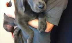 Cane Corso Puppies For Sale
Westchester Puppies specializes in the sale of healthy puppies and kittens from certified breeders, with whom we have enjoyed long-standing relationships. Our puppies are home-raised and responsibly bred for temperament and