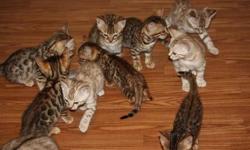 Stunning Pedigree Bengal Kittens For Sale 6 really super brown/black rosetted kittens for breeding or pets. 5 boys,3 girls. Great pedigree including Calcatta, Dazzledots and Millwood lines. Tica registered, vaccinated, wormed, vet checked,4 weeks petplan