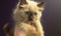 Ragdoll Kittens For Sale
Westchester Puppies specializes in the sale of healthy puppies and kittens from certified breeders, with whom we have enjoyed long-standing relationships. Our puppies are home-raised and responsibly bred for temperament and good