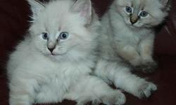 Gorgeous siberian kittens available to permanent loving homes. Great pedigrees with sire a TICA Supreme Grand Champion. Two sets, a pair of Seal point(10 weeks) and three tabbies(9 weeks). They have been raised in our home, with maximum interaction with