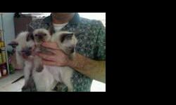 Siamese Kittens For Sale
Westchester Puppies specializes in the sale of healthy puppies and kittens from certified breeders, with whom we have enjoyed long-standing relationships. Our puppies are home-raised and responsibly bred for temperament and good