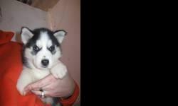 Siberian Husky Puppies For Sale
Westchester Puppies specializes in the sale of healthy puppies and kittens from certified breeders, with whom we have enjoyed long-standing relationships. Our puppies are home-raised and responsibly bred for temperament and