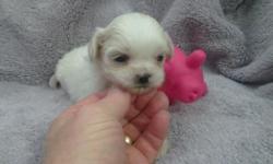Leela has a beautiful new litter of Shih Tzu puppies, born 11/14.&nbsp; The pictures posted of older pups&nbsp;are of her previous litter with the same daddy.&nbsp;The pictures of tiny babies are this litter. &nbsp;We are taking deposits on this