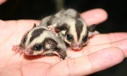 Two sugar glider joeys for sale, $150 each. One male and one female 4 months out of pouch. Eating on their own and ready to go to their new homes. Raised on a very healthy diet, extremely playful and friendly.
We also have an adult female for sale for