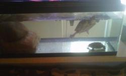 2 sugar glider turtles with tank and rocks and filter . need a good home