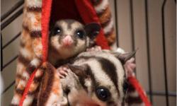 I am a small USDA Licensed Breeder of Sugar Gliders I breed for Normal Gray, Black Beauty, WFB, Leucistic and Mosaic gliders. All of my gliders are handled on a daily basis, and will make a well socialized addition to any family. All potential buyers will