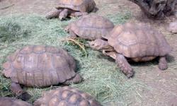 We now have available for sale 6 pairs of sulcata tortoises and 8 pairs Aldabra tortoises with of good health. Very healthy and home raised. Females are 100% proven breeder and lays between 3-5 times a year. They are home raised and both a bred. contact