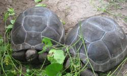 &nbsp;3 pairs sulcata and 5 pairs aldabrans tortoises available for sale. That are about 26 -to- 29"inches in length and weigh about 105 to 150 pounds. very healthy and home raised.very healthy and home raised. Females are 100% proven breeder and lays