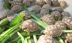 We have available for sale the various tortoise and hatclings:
Leopard Tortoises For Sale , $149.99 each ( Geochelone pardalis )
Spider Tortoise : $400 .99 each ( Pyxis arachnoides arachnoides )
Sulcata Tortoise : $84.99 each ( Geochelone sulcata )
Star