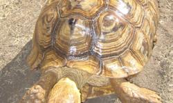 I have an 18" female sulcata that I would like to re-home.
She is a proven breeder.
The re-homing fee is $900. NO TRADES
Call -- or e-mail