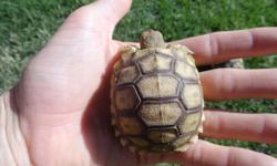 I have another adorable clutch of Sulcata tortoise hatchlings for sale. &nbsp;All are extremely active, healthy, eating well, and ready for homes. &nbsp;I ship Monday-Thursday next day air to the lower 48 U.S. states. The price is $60 for one or 2 for