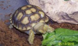 I have Sulcata Tortoises Hatchlings for sale. They are all very healthy, active, and eating well. Included will be a care sheet. Great price as they are twice that in reptile stores. You can also e-mail at cgna18@yahoo.com.