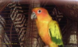 Hi,
I have a Sun Conure that is 15 months old he needs a good home where someone can spend time with him, His name is Buzz, He can talk a little like pretty bird-boy, hello, sunshine,Mama, We paid $600.00 for him and $100.00 for his cage, You get it all