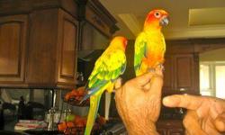 I have super sweet hand fed Sun Conures.
They are Beautiful, Tame, and very well socialized and very Lovable.
Raised in a family environment.
They will kiss or take food from mouth.
Pet store sell these birds for $600+ (not always hand fed and well