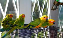 Beautiful baby sun conures are ready for adoption! There are five hand fed healthy sun conures looking for a new home this Memorial Day. If you are genuinely interested they do go quickly since we've been advertising on the internet. They are