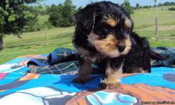 Snorkie puppies (Schnauzer/Yorkie)
These adorable designer puppies are 8 weeks old,non-shedding,hypoallergenic,current shots/worming.
They come with a health guarantee,shot records,referrals & first foods.AKC parents & grandparents on site.
They have been
