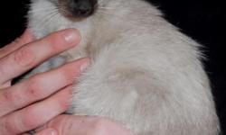 Beautiful Adorable Siamese kittens for sale. My blue point queen gave birth to 4 kittens on March 30 2011. All boys. The kittens Will be ready to go home May 25, 2011. They will already have their shots, been wormed, are litter trained, and upon request