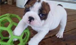 We currently have an english bulldog puppy searching for a new home! He has plenty of love and joy to share with his new family. he is up to date on shots! 100% purebred English bulldog and come with all health and registration papers...For more