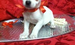 a sweet loving teacup chihuahua male pure white as snow! with big beautiful black eyes and a short snout! big personality loves kids loves to play! will be 2-3lbs max* call and see him today* --