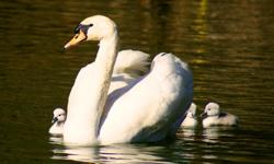 Beautiful white male mute-swan. Hatched in April 2012. Approximately 25 lbs. DNA testing done to confirm sex. Avalialble for pick-up or&nbsp;we can possibly meet you half-way. Can ship via overnight USPS if necessary for an additional $150. Call