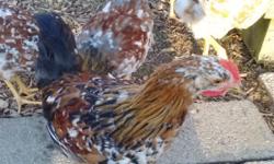 I have a beautiful young and very rare Swedish Flower Hen rooster for sale.&nbsp; I have one too many for my small flock and am looking for somebody who wants&nbsp;a good rooster.&nbsp; These&nbsp;are&nbsp;only second generation birds from Greenfire Farm