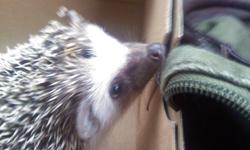 Sammy, our baby hedgehog, is in desperate need of a forever home! Just a mere 4 months old, Sammy is an excellent companion. Not only is he adorable, he also is very friendly and is well with children...I actually take him to my daycare once or twice a