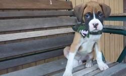 Male Boxer puppy born March 29 He has been vet checked and has his first set of shots. Loves attention. Waiting to be a part of your family