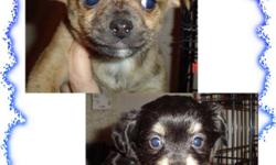 2 adorable male chihuahua puppies born 1/25/11 will be ready to go 3/22/11.
One is a rare blue brindle who will be about 5-6 lbs full grown.
The second is a long hair tri-color will be about 5 lb full grown.
They are CKC registered will have their 1st