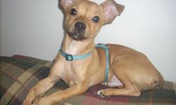 He is a 4 month old Chihuahua puppy!! He is still currently being house trained, but will need someone to take over the training with who he is sold to!! He has not been around children yet, but he is sweet to me and any new faces that come to visit me!!