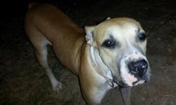 Found:&nbsp; Very sweet female, medium-sized pit bull and/or bulldog mix (not sure).&nbsp; Found wandering in our neighborhood since Tuesday, July 10th.&nbsp; Light brown with black nose and dark eyes, white feet.&nbsp; She seems well-cared for but is