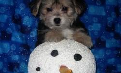 Little Morkie Puppies ready for their forever families! Morkies are a Yorkie/Maltese mix. The best small breed available! Everybody should have a Morkie to love! They are wonderful pets for everyone from kids to seniors. Morkies are non-shedding. The